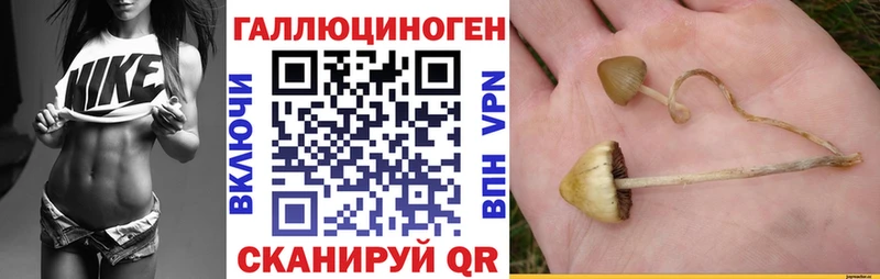 мега зеркало  Богучар  Галлюциногенные грибы Cubensis 